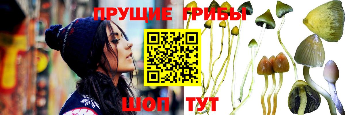 Галлюциногенные грибы GOLDEN TEACHER  Вход с VPN  Ставрополь 